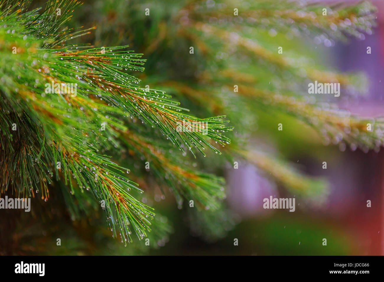 New forest after rain hi-res stock photography and images - Alamy