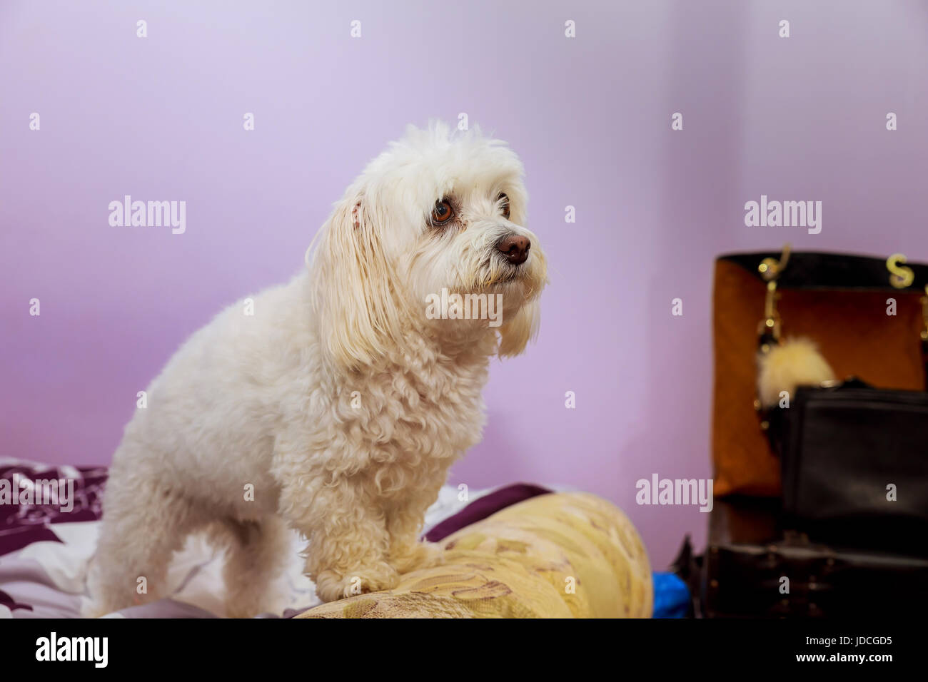 Funny poodle dog lay on bed with human indoor. Cute fluffy white poodle