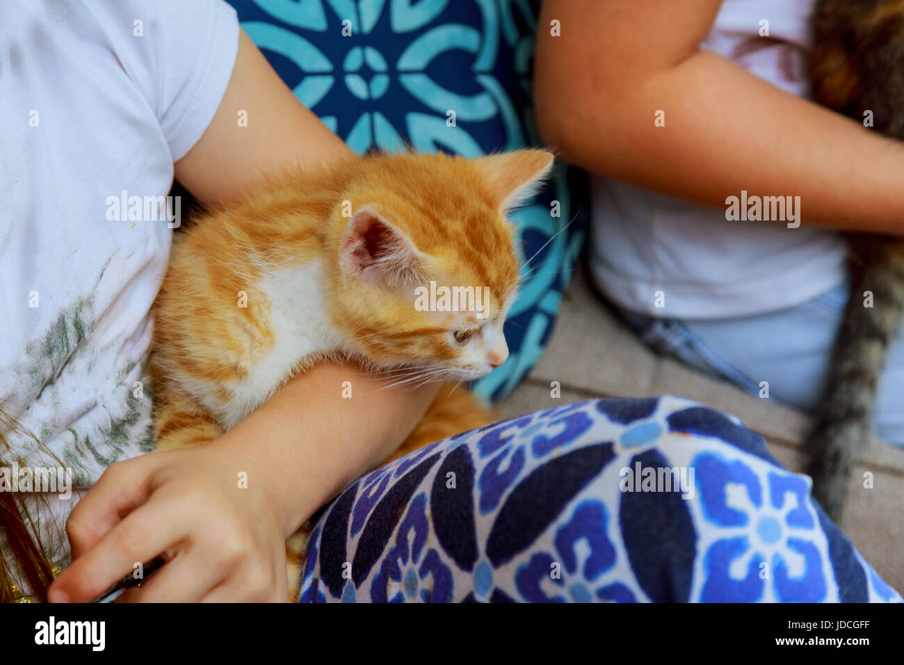 Newborn kitten in girl's hand. New born baby cat. Red kitty in caring hands. Cute baby cat close photo. Lovely kitty sleeping in hands. Sweet baby cat Stock Photo
