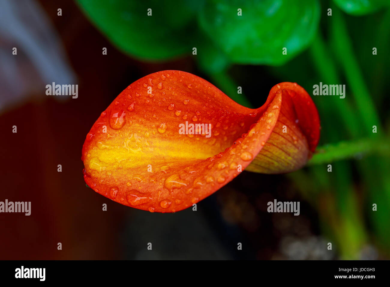 calla lily with drops orange calla flower Stock Photo