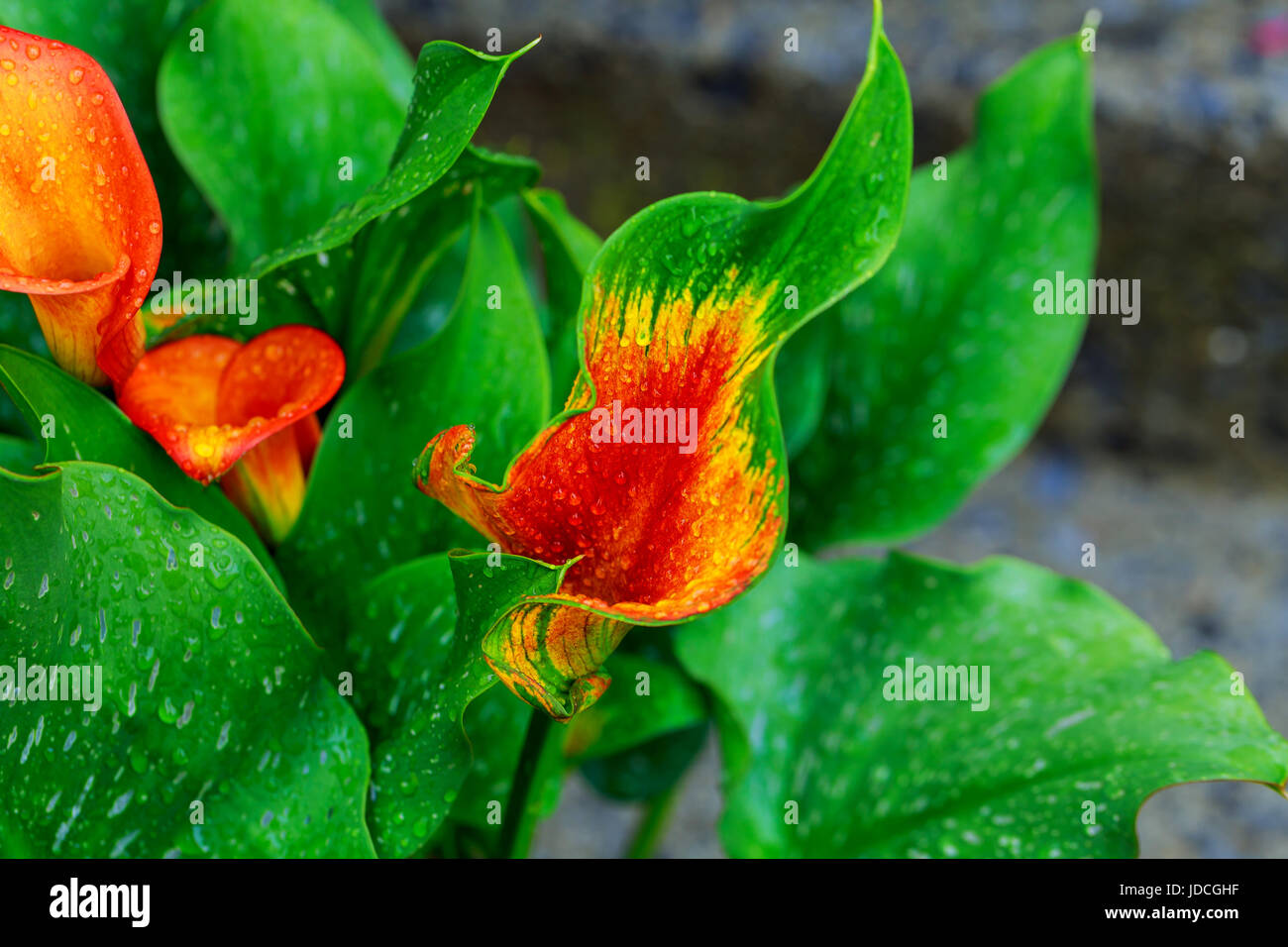 the flower of an orange calla lily and partial leaf as ornament calla lily with drops Stock Photo