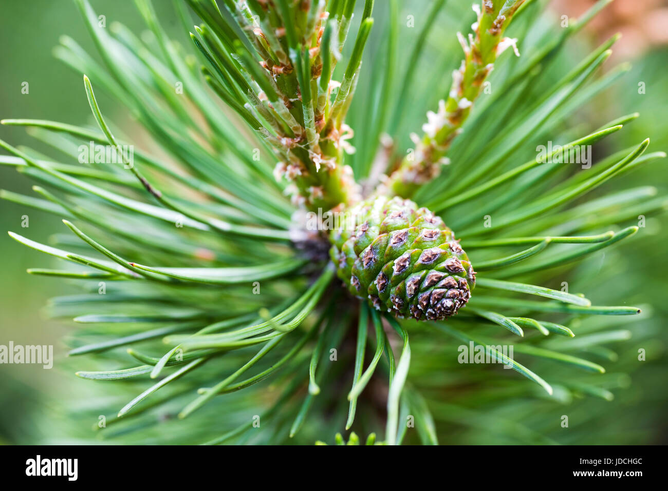 Young pine tree Latin Pinus Mugo close-up. Stock Photo