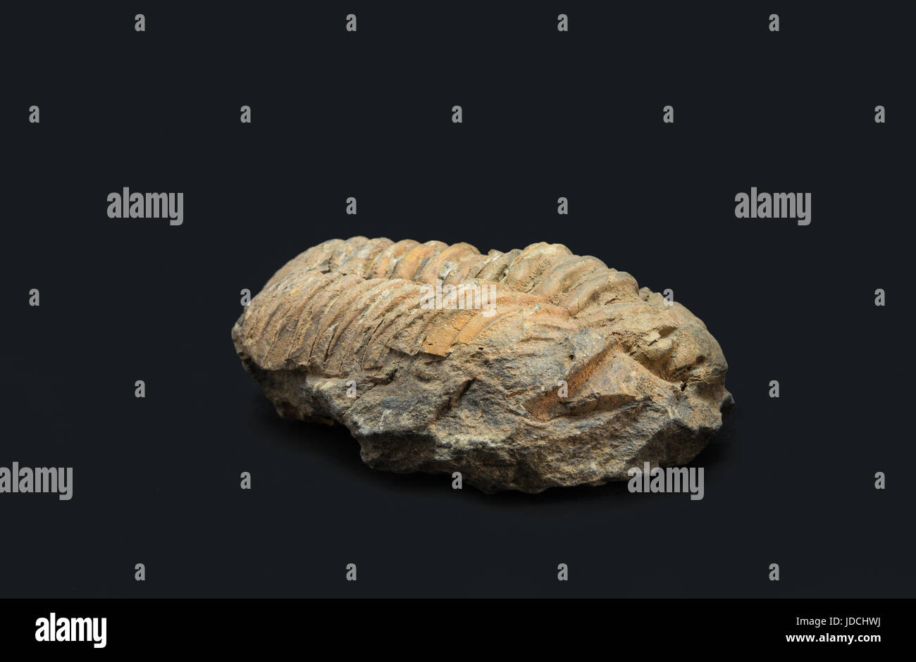 Trilobite fossil Stock Photo