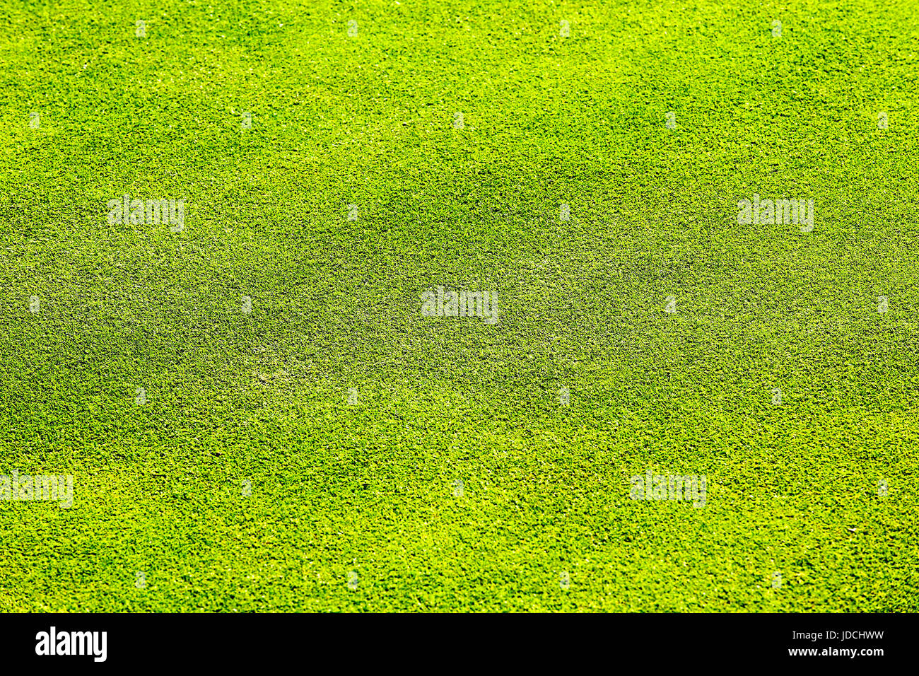 Grass in perfect condition on bowling green Stock Photo Alamy