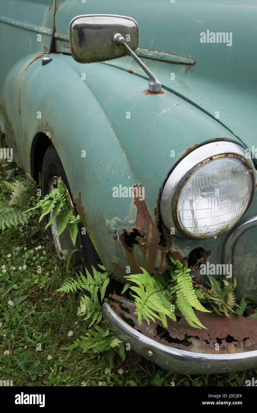 Close up detail of rusty decayed Morris Minor motor vehicles, UK Stock Photo