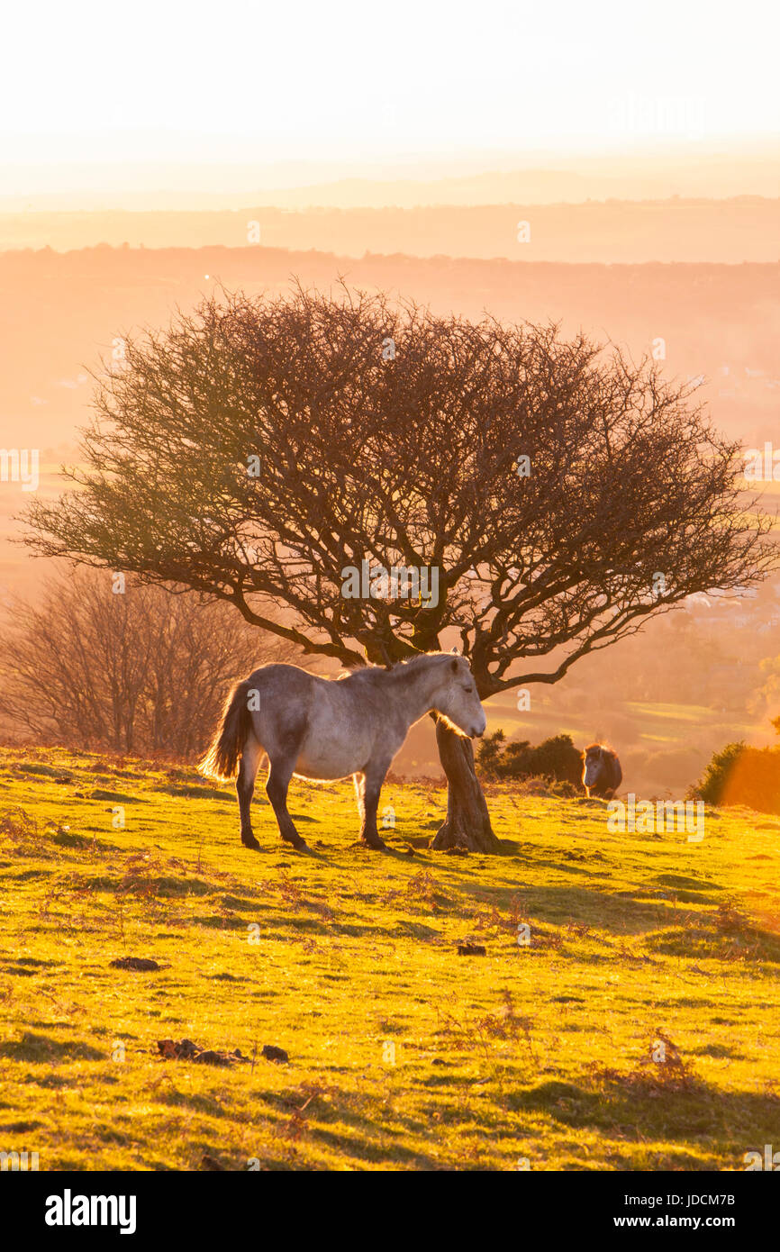 Pony, Dartmoor National Park. Horse. Wild Dartmoor Pony back lit sunset