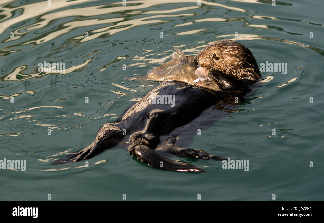 A Sea Otter holds a large fish head on the water's surface Stock Photo