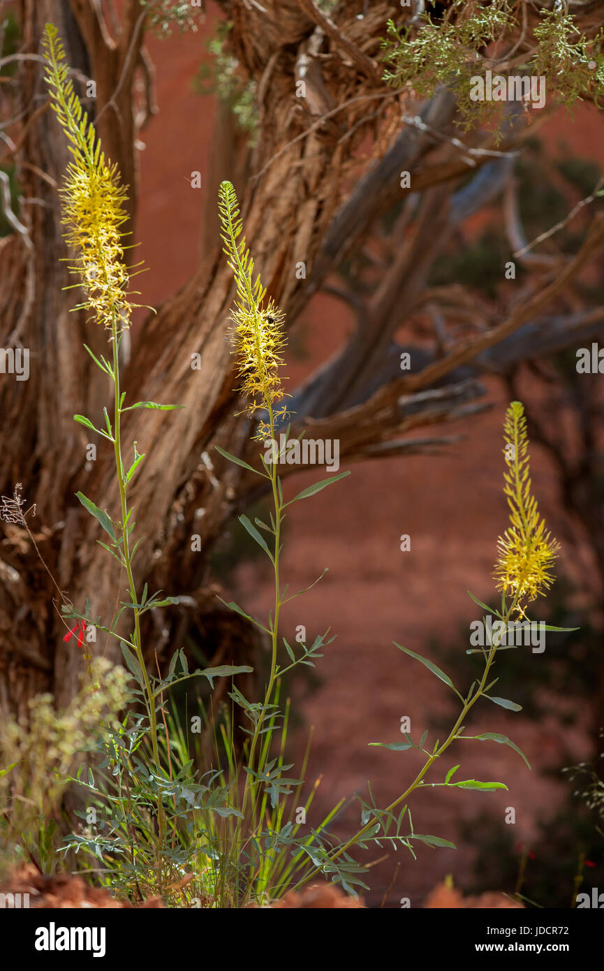 Prince's Plume (Stanleya pinnata), a common roadside wildflower of southern Utah Stock Photo