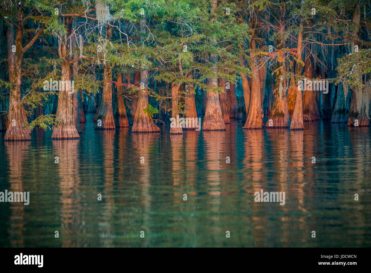 Golden light of sunset in a cypress swamp in Louisiana Stock Photo