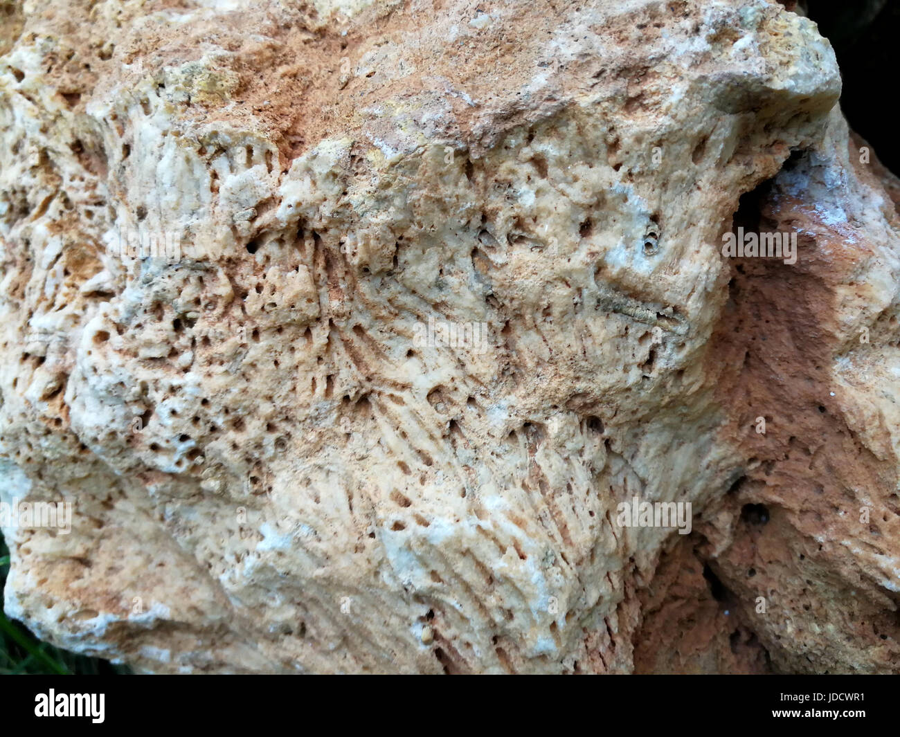 Sedimentary rocks with marine fossils Stock Photo Alamy