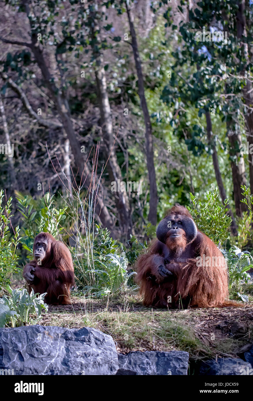 Male and Female Bornean Orangutan watching the Crowd Stock Photo