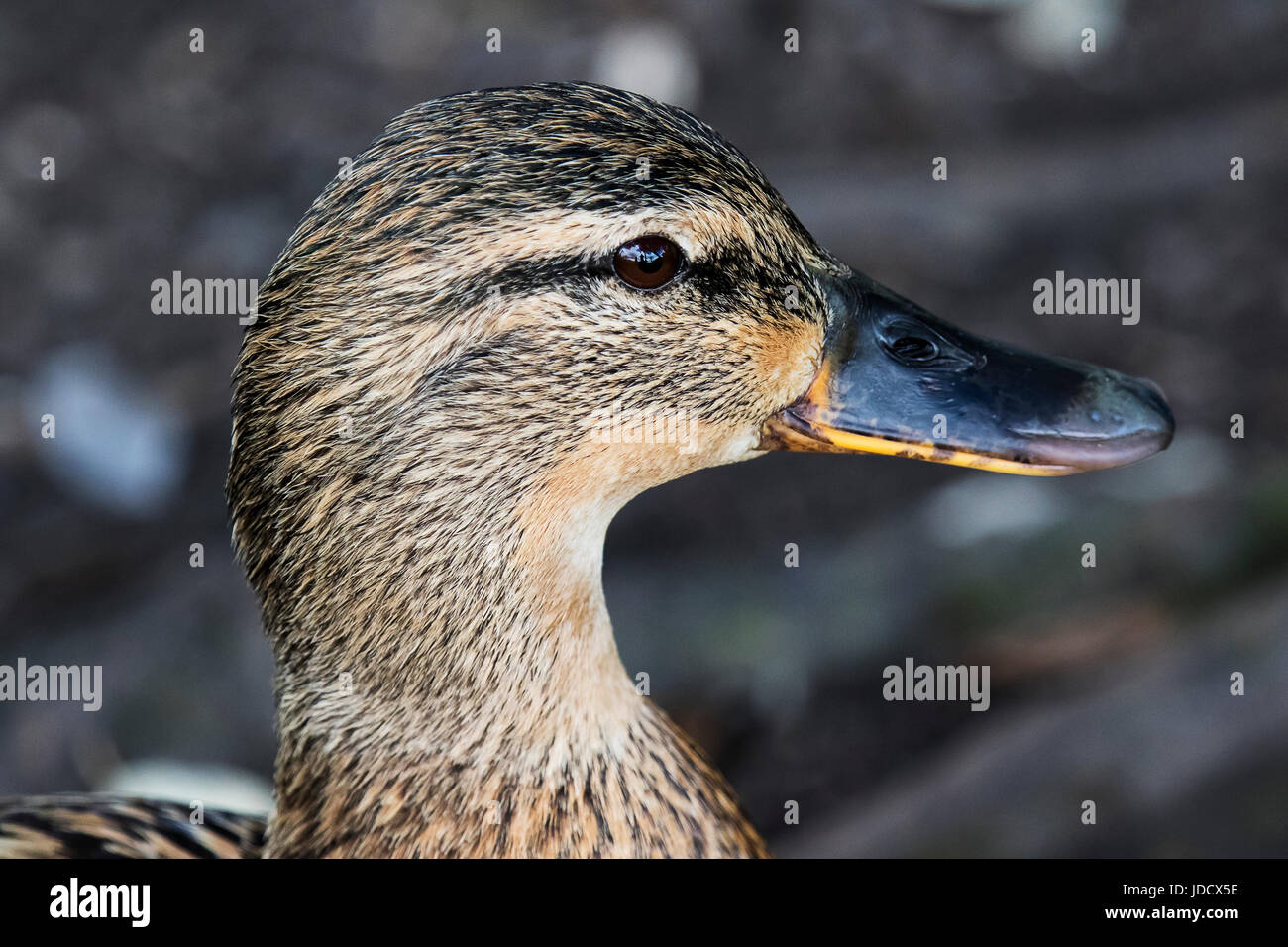 A Portrait of a Female Mallard Duck With reflection in her Eye Stock