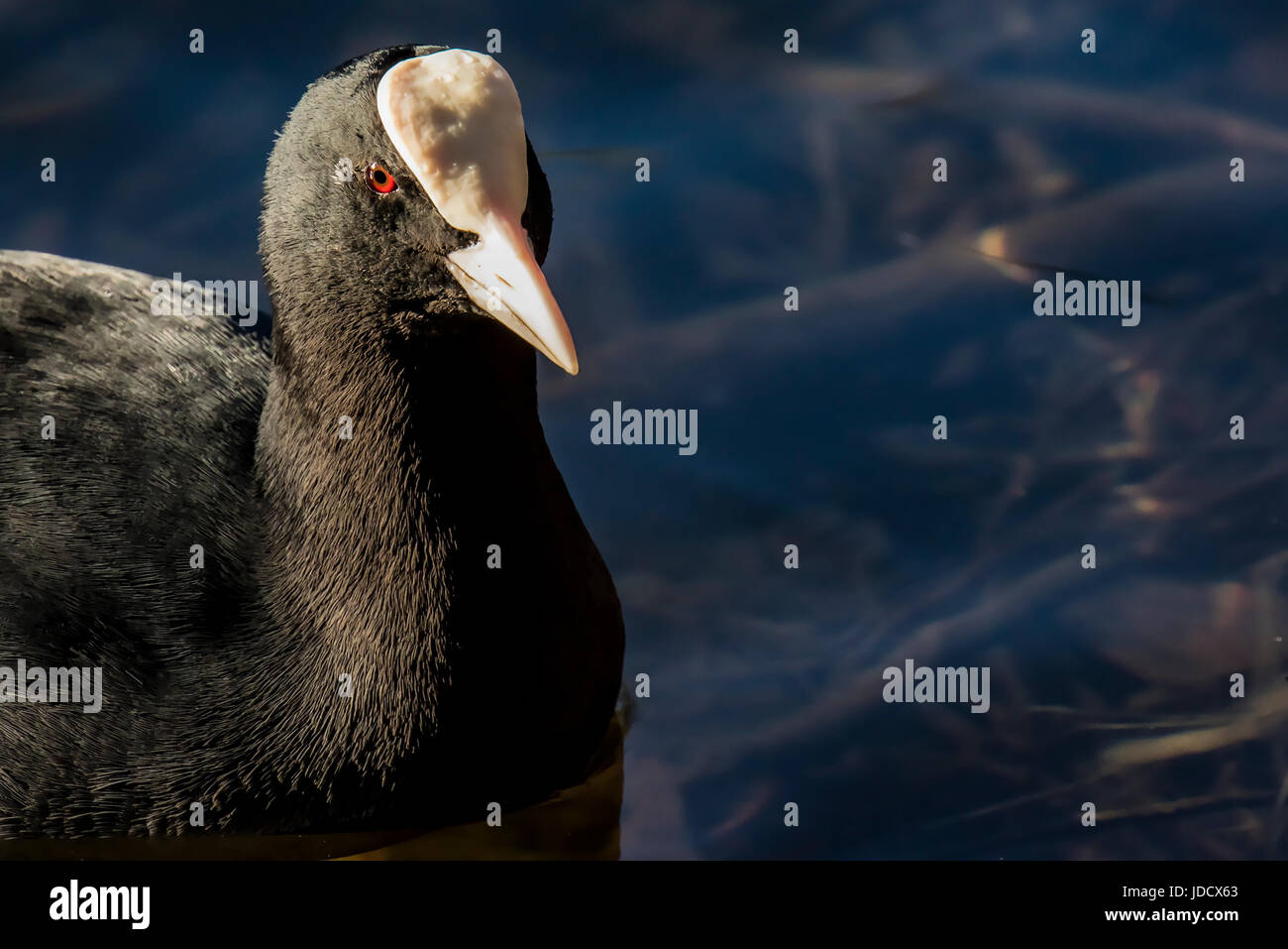 This Coot has his Red Eye on You Stock Photo