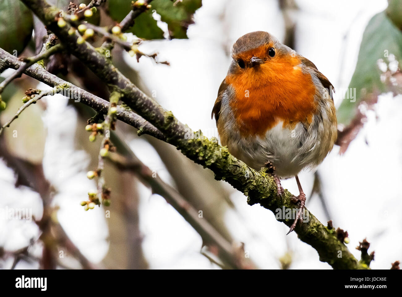 A Little Robin Redbreast Watching me from a branch Stock Photo