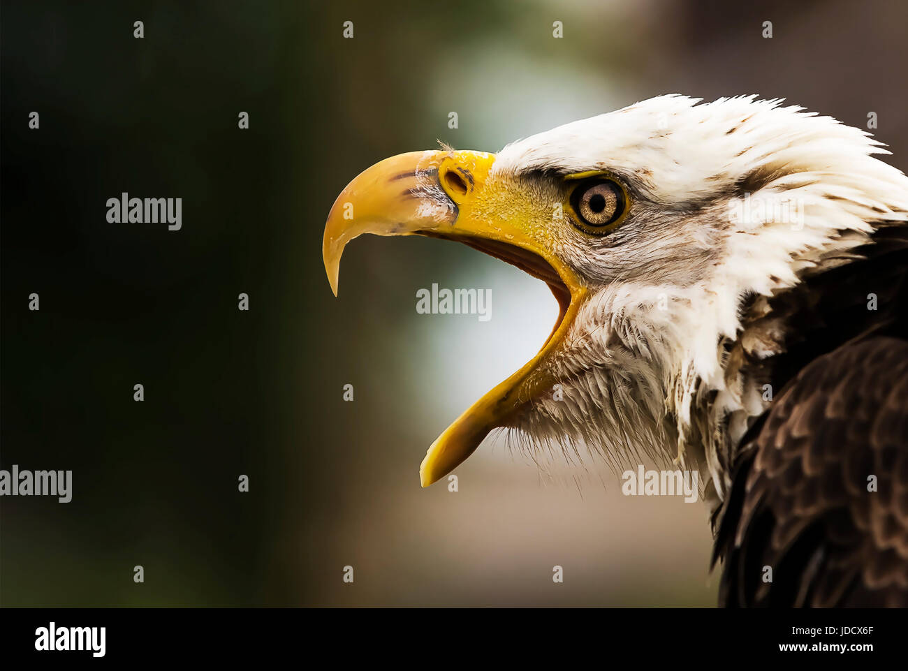 A Portrait of a Screeching Bald Eagle Stock Photo