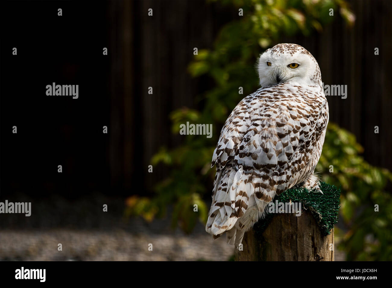 A Snowy owl looking around while on his perch Stock Photo