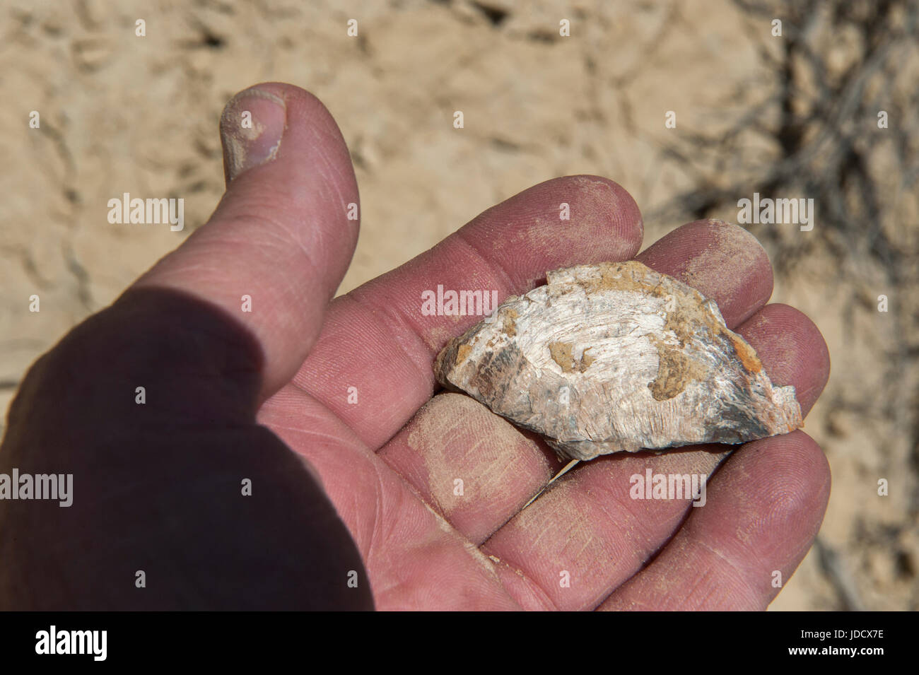 An oyster shell found in the strike valley of Capitol Reef National