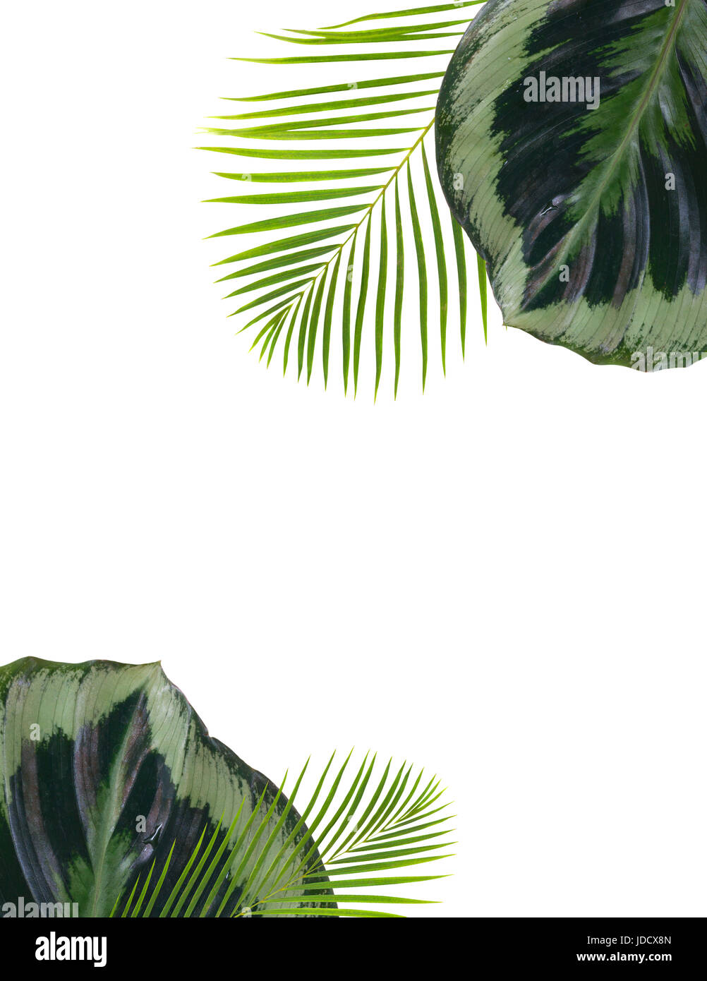 mix of fresh green exotic tropical leaves frame on white background ...