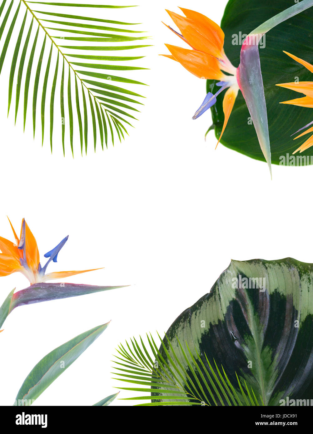 mix of fresh green exotic tropical leaves and flowersd frame on white ...