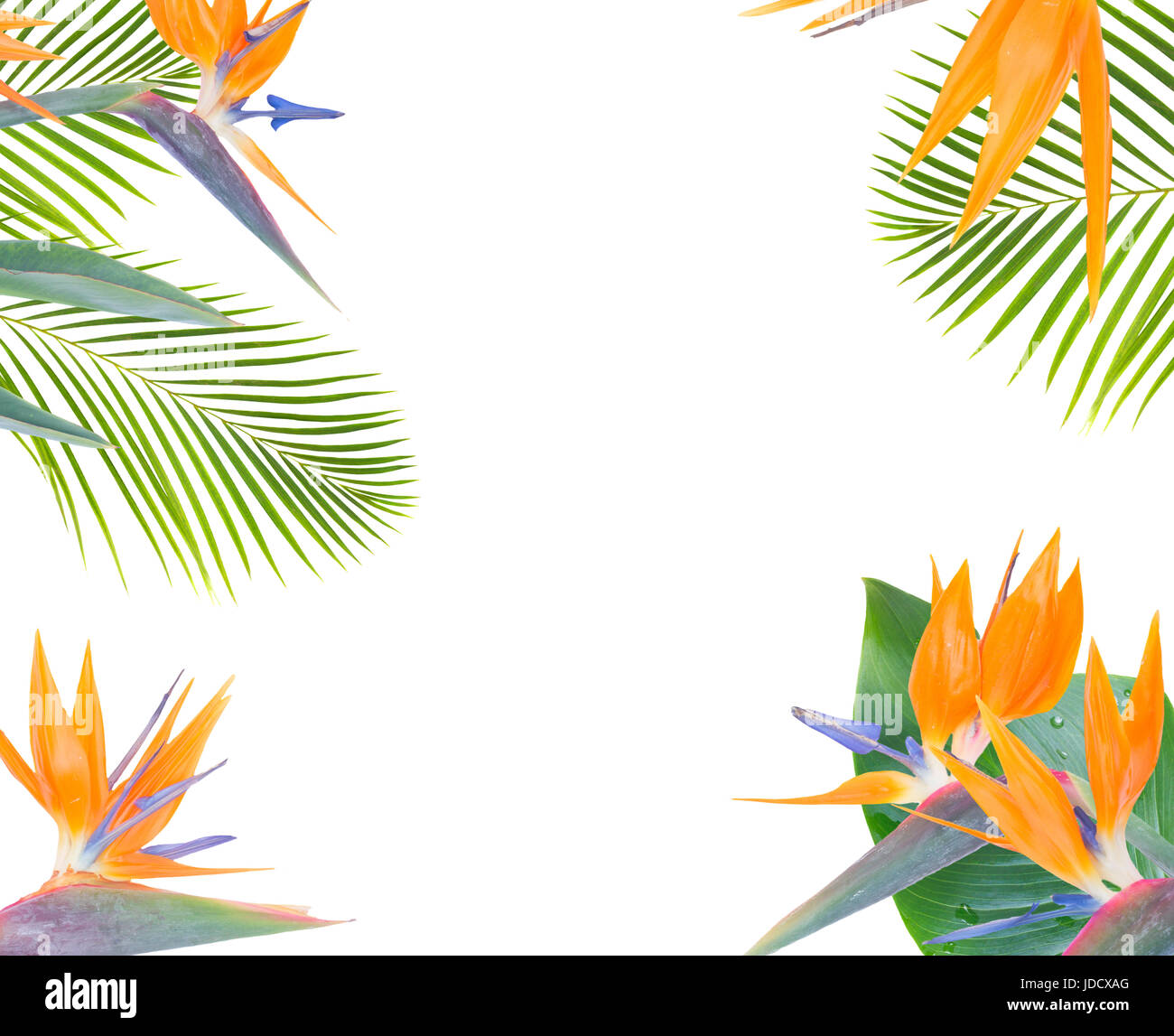 mix of fresh green exotic tropical leaves and flowers frame on white ...