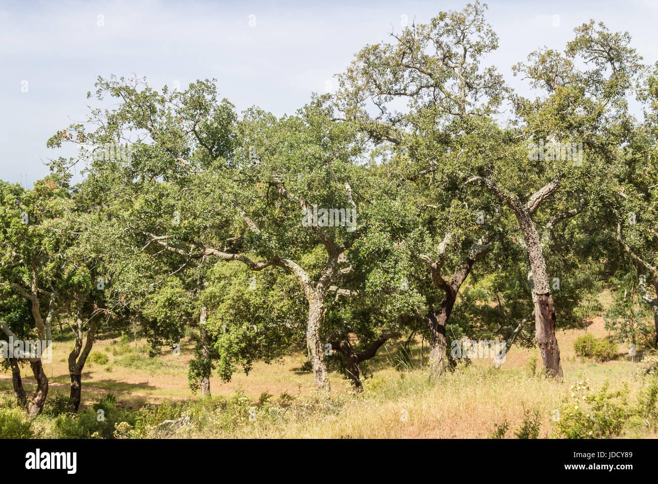 Trail in Cork tree forest Santiago do Cacem, Alentejo, Portugal Stock