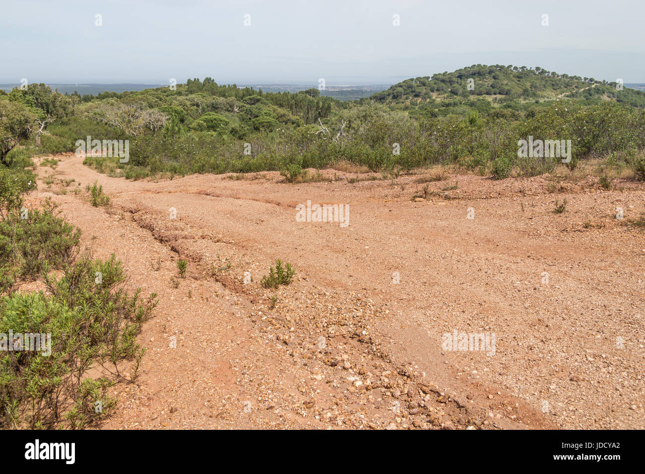 Trail in Cork tree forest Santiago do Cacem, Alentejo, Portugal Stock
