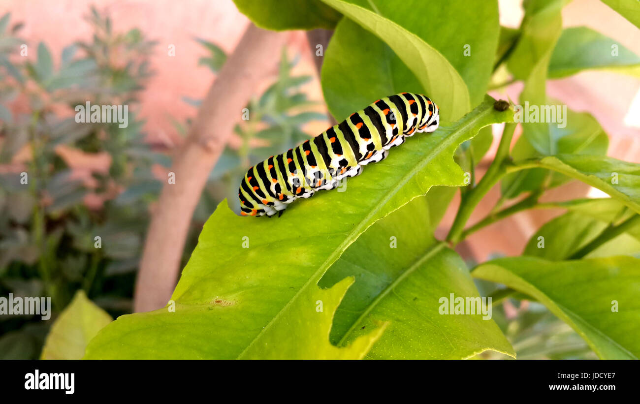 a colourful caterpillar on a leaf Stock Photo