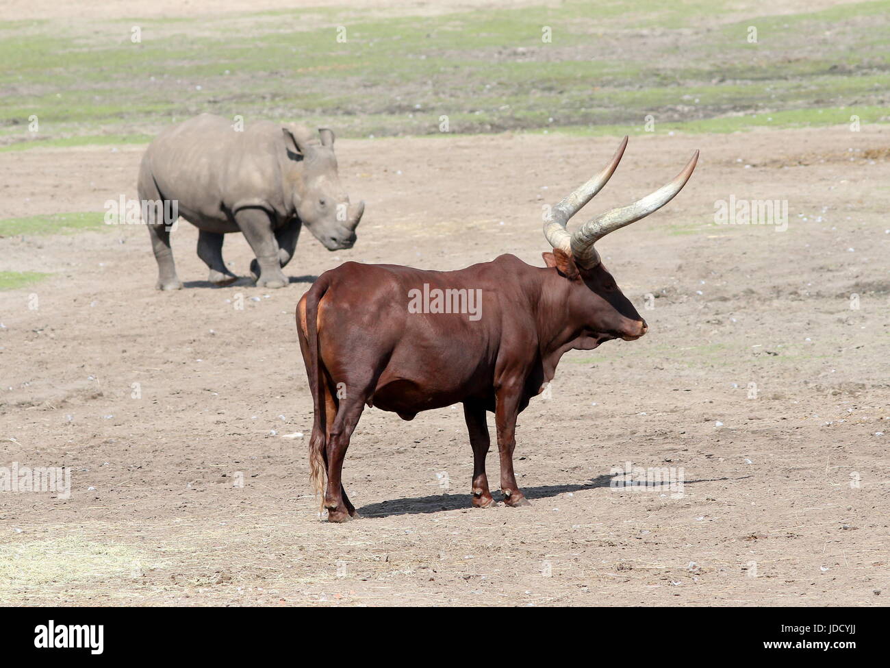 African Watusi Bull (Bos taurus africanus), a.k.a. Ankole-Watusi longhorn or Sanga cattle, rhinoceros in the background. Stock Photo