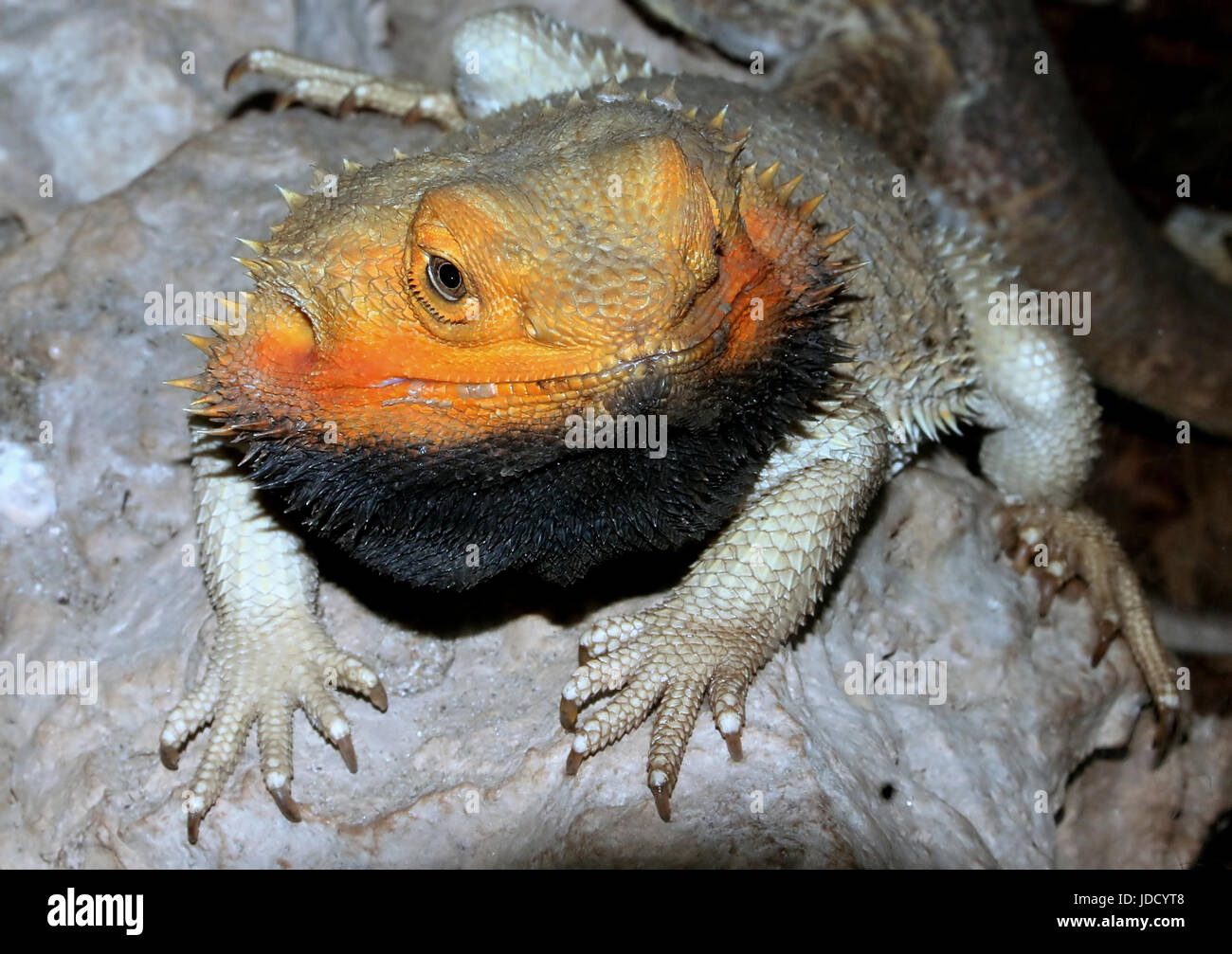 Adopted - Pogona vitticeps 'Bearded Dragon' Black Beard ak