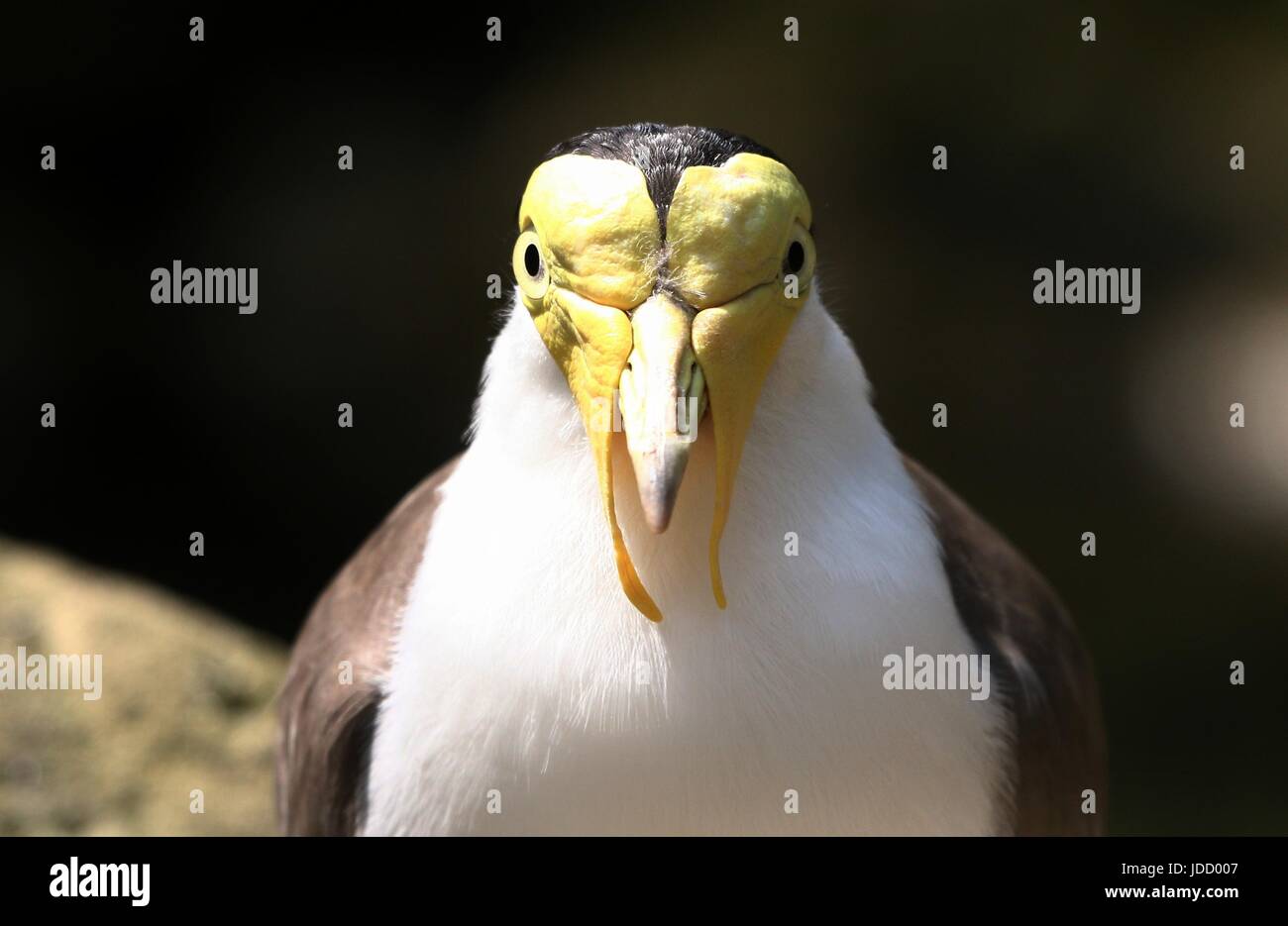 Australasian Masked Lapwing (Vanellus miles), extreme close-up the head, facing the camera. Stock Photo