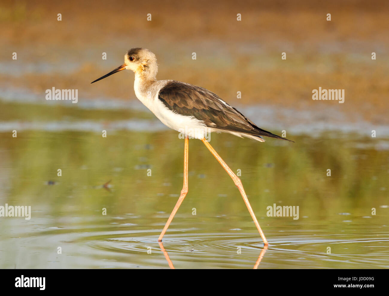 The blackwinged stilt, common stilt, or pied stilt is a widely