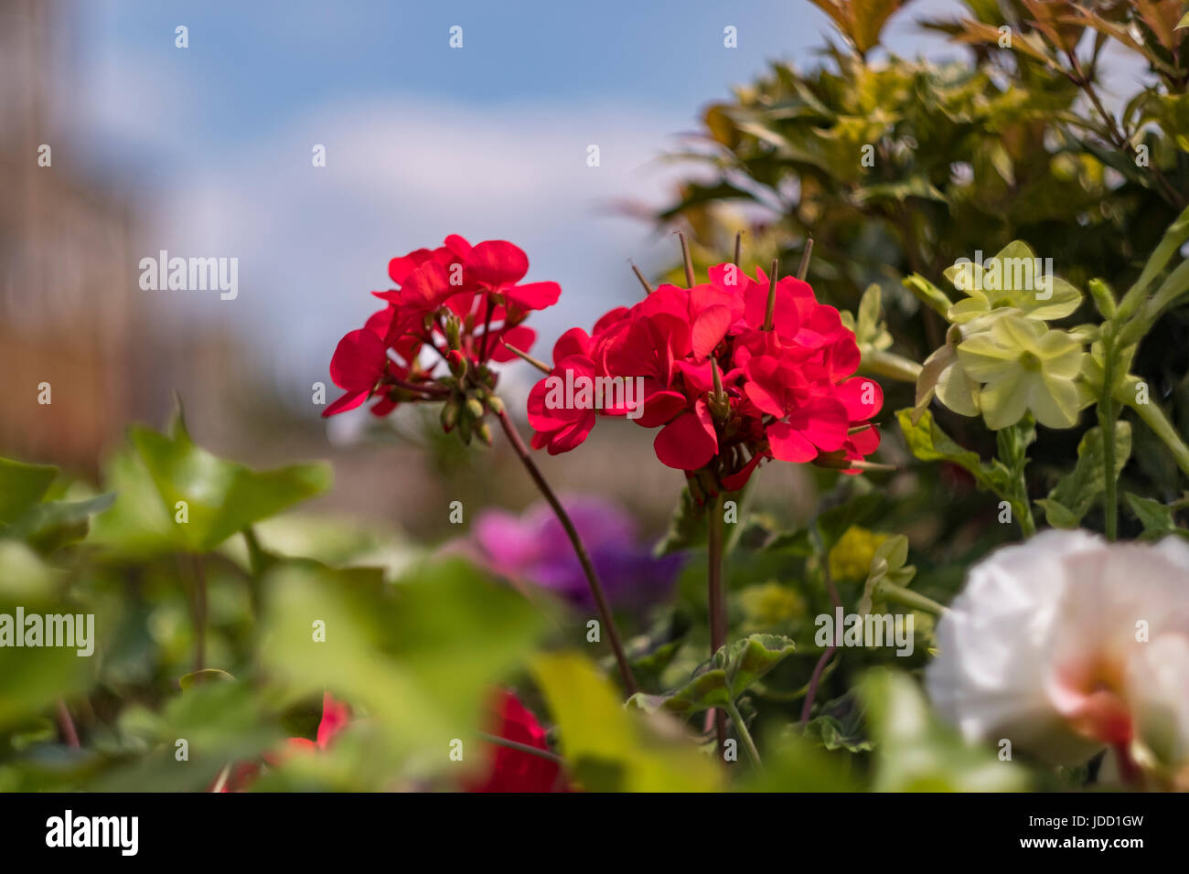 Lovely summer flowers in the Yorkshire town of Guiseley, near Leeds