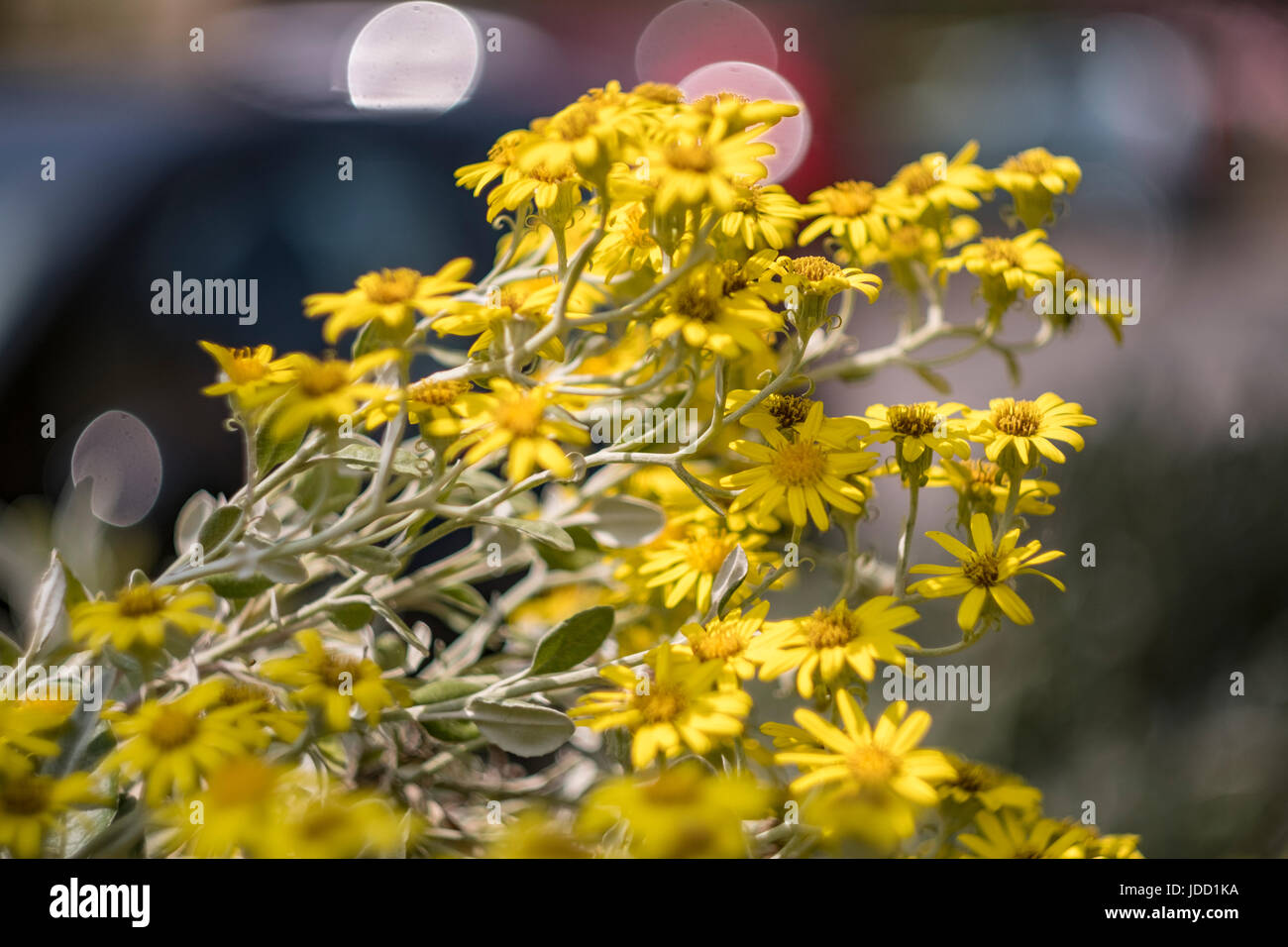 Lovely summer flowers in the Yorkshire town of Guiseley, near Leeds