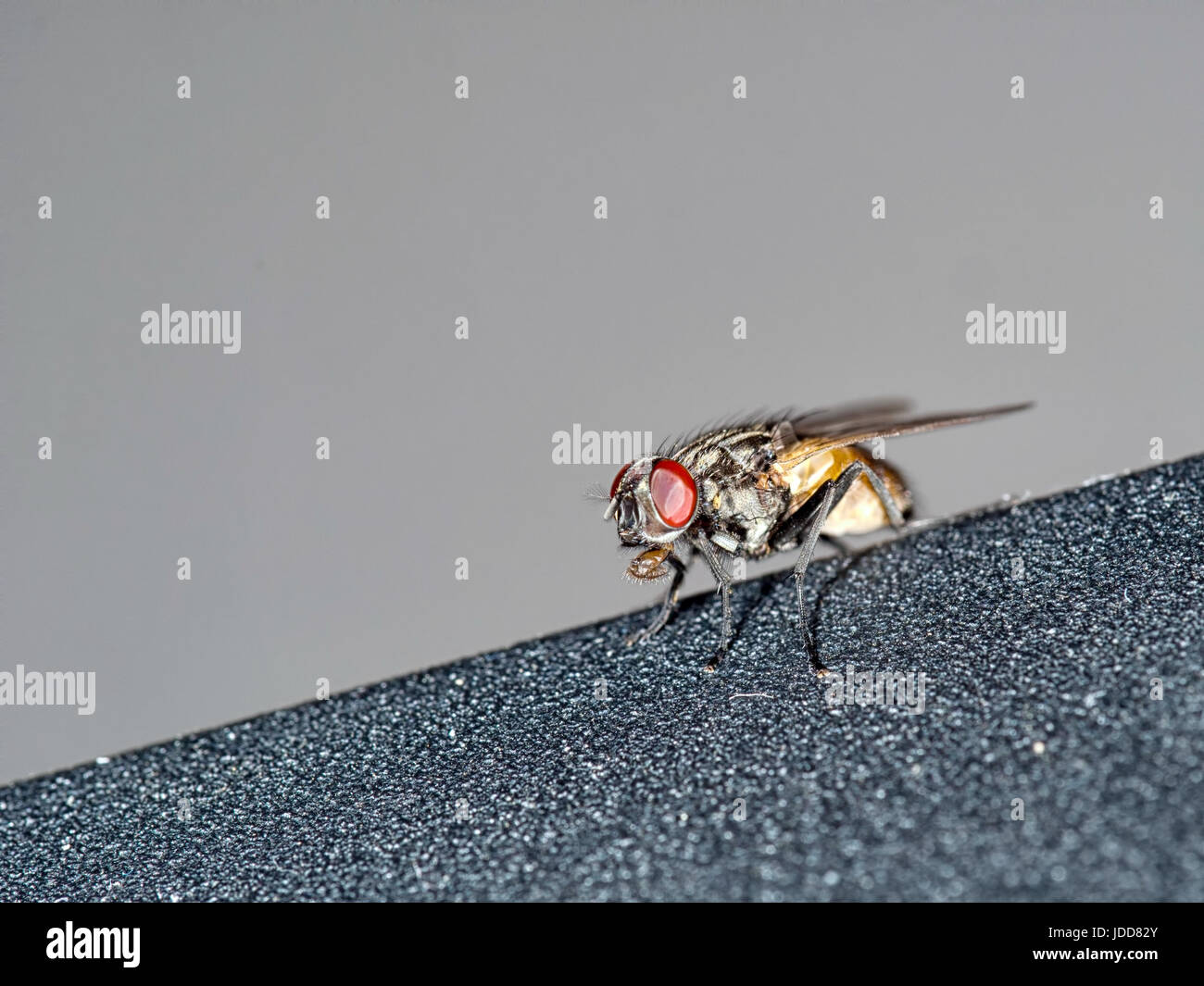 There's a fly on my laptop.... Detailed shot. Profile.Housefly. Stock Photo