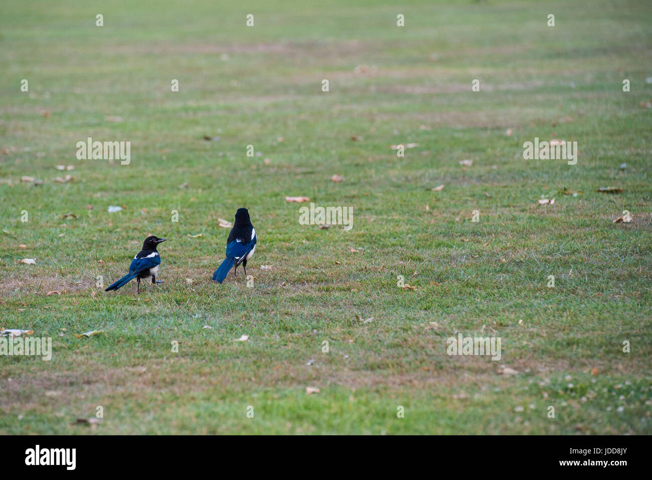 Two for joy - magpies Stock Photo