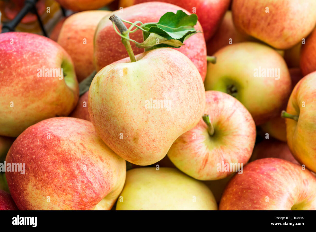 Organic gala apples freshly picked from an orchard Stock Photo Alamy