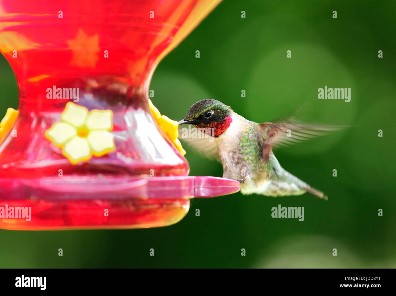 Adult Male Ruby Throated Hummingbird At Sugar Water Feeder Stock