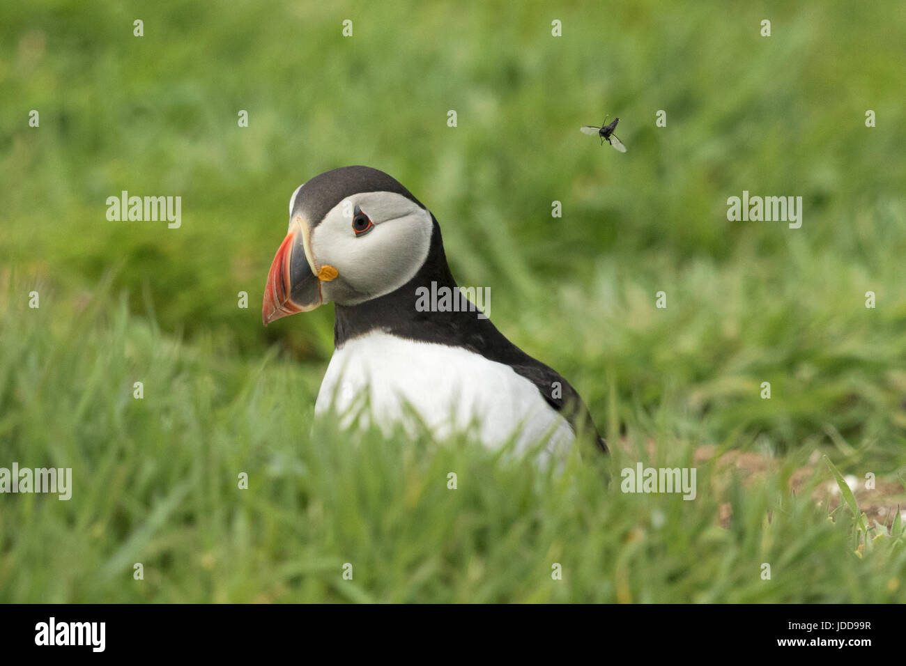 Do Not Disturb Me Stock Photo Alamy