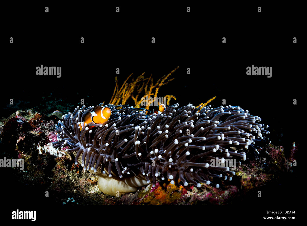 Clownfishes and anemone in black background Stock Photo