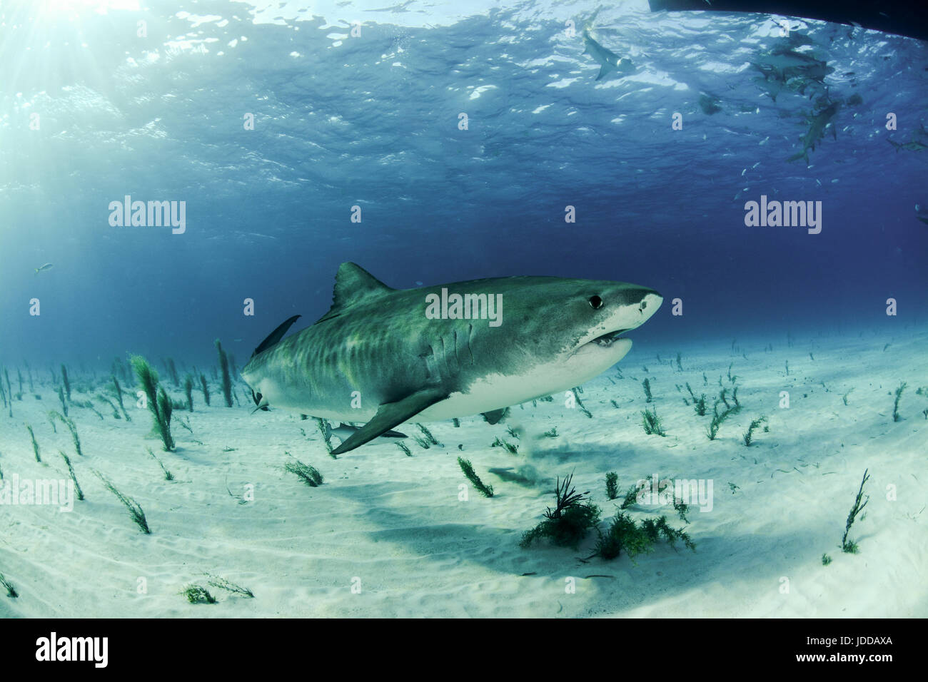 Tiger Shark in Tiger Beach, Bahamas Stock Photo - Alamy