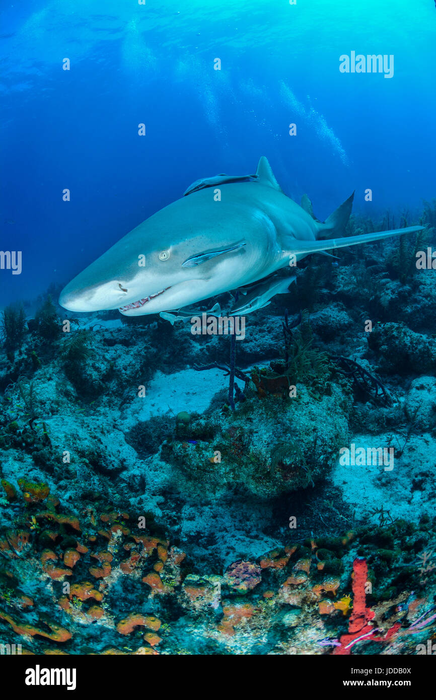 Lemon Shark with remora Stock Photo Alamy