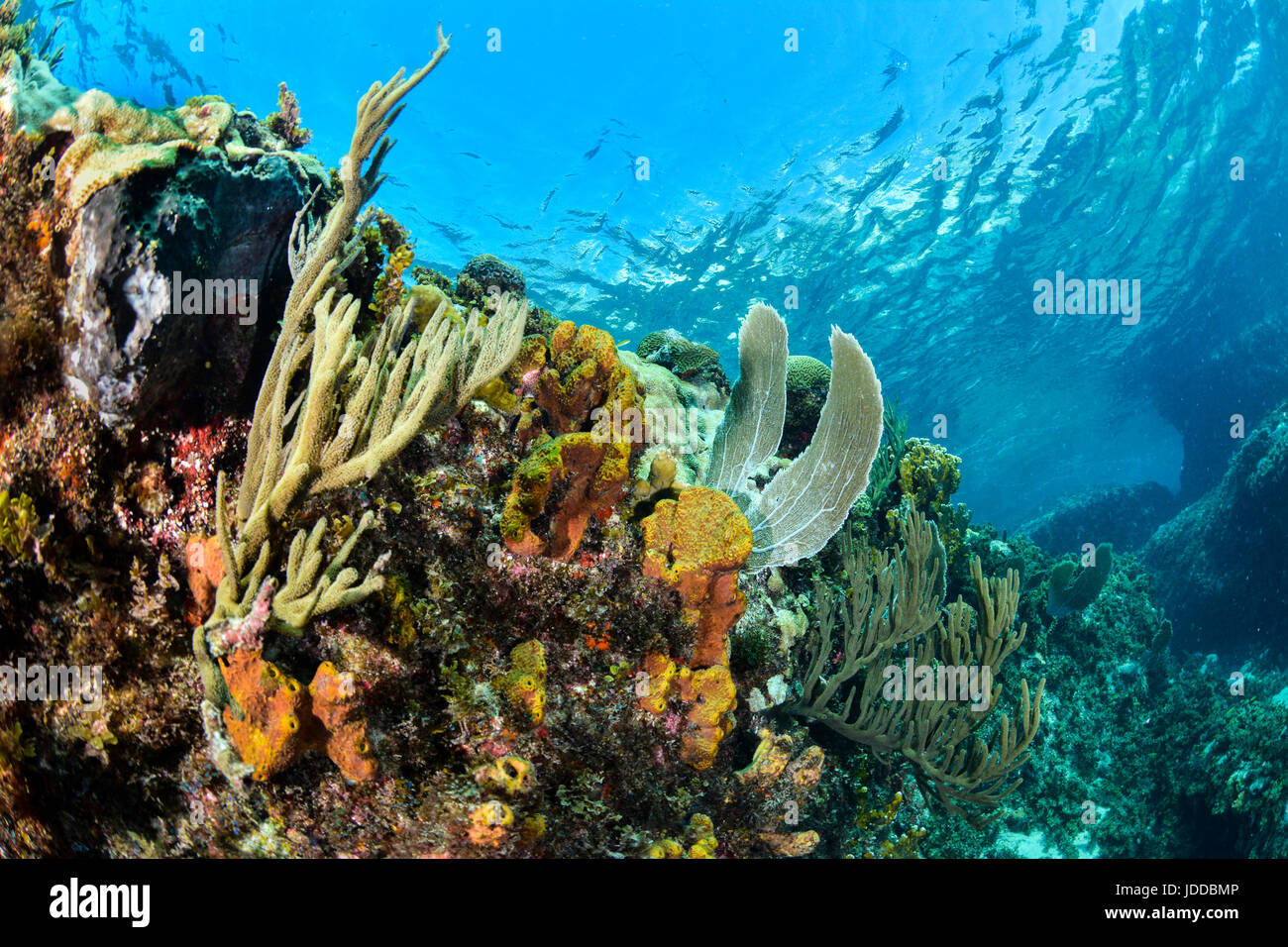 Underwater scene with colorful reef and sunlight on surface Stock Photo