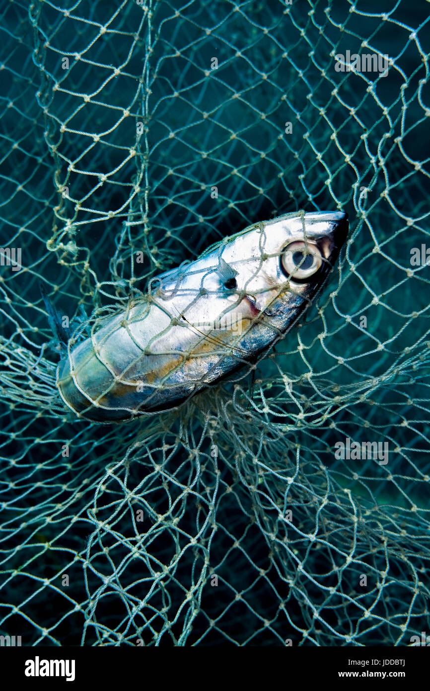 Dead fish in fish net Stock Photo - Alamy