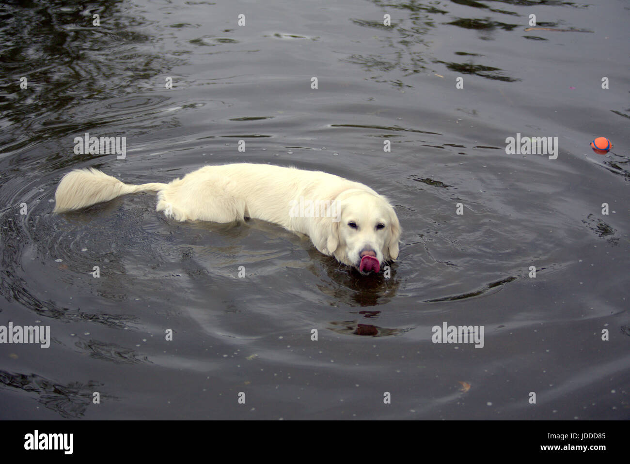 Long haired retriever hi-res stock photography and images - Alamy