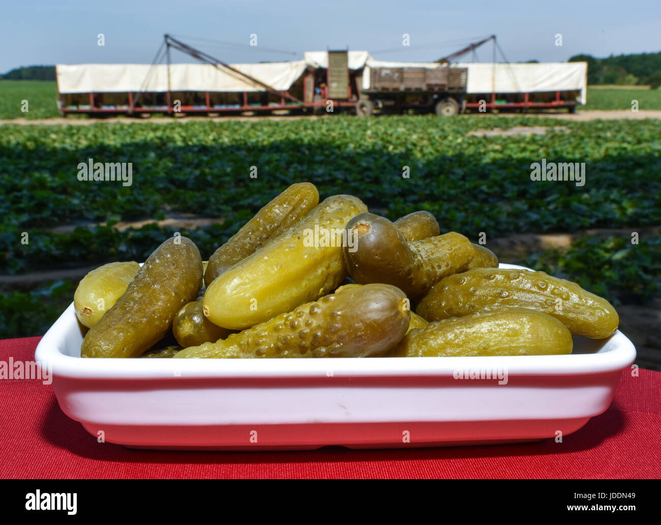 Spreewald pickle hires stock photography and images Alamy