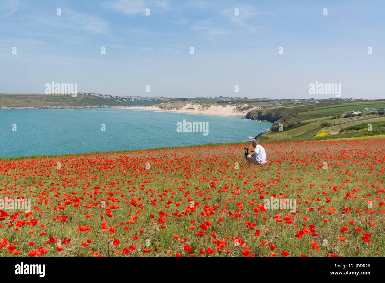Crantock, Cornwall, UK. 20th June 2017. UK Weather. On the hottest day of the year so far, a field of poppies are in full bloom at Crantock, near Newquay. In the picture a photographer capturing the moment. Credit: cwallpix/Alamy Live News Stock Photo