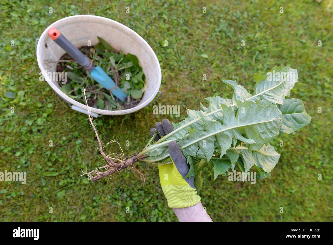 Removing weeds hi-res stock photography and images - Alamy