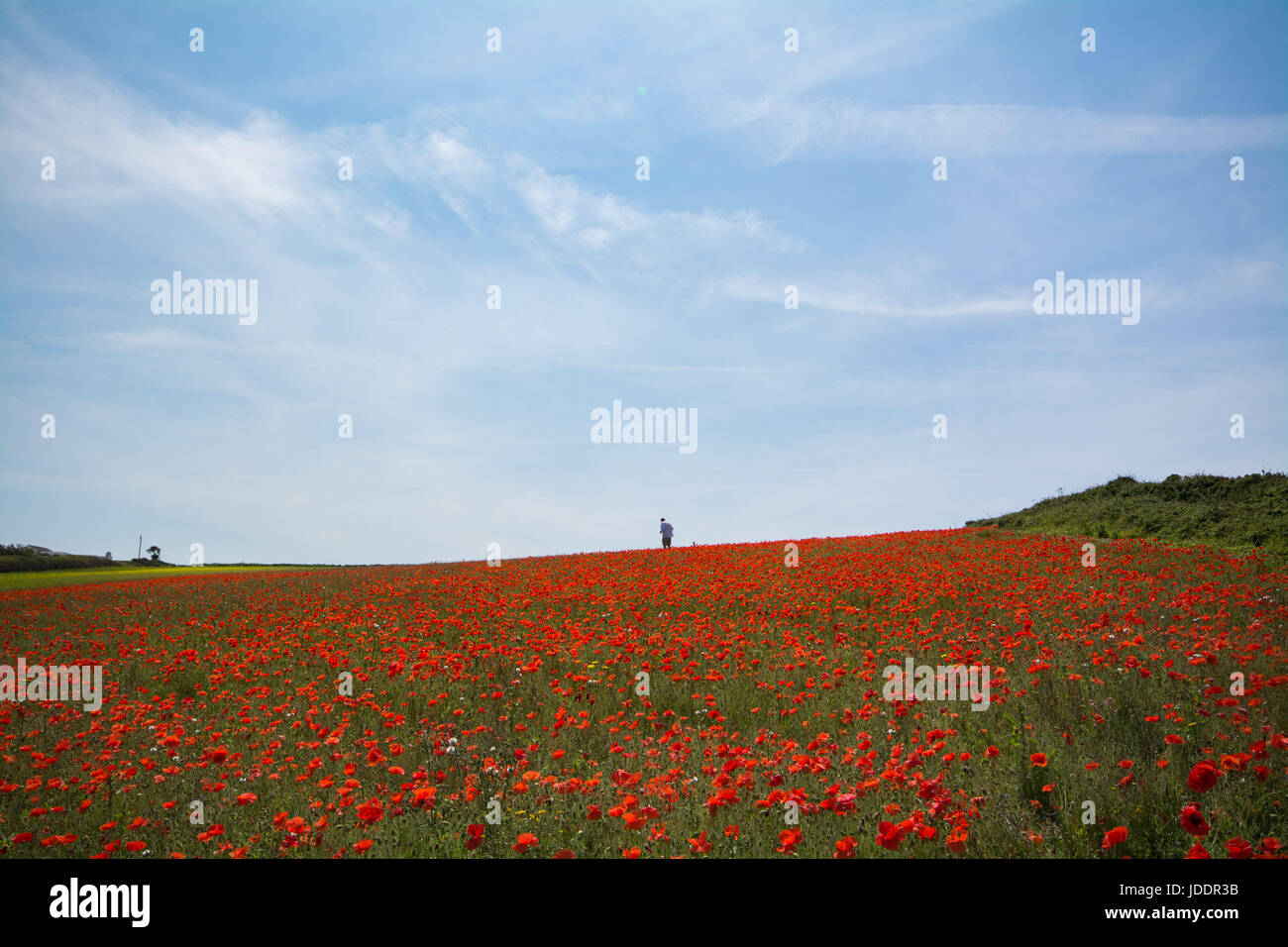 Crantock, Cornwall, UK. 20th June 2017. UK Weather. On the hottest day of the year so far, a field of poppies are in full bloom at Crantock, near Newquay. In the picture a photographer capturing the moment. Credit: cwallpix/Alamy Live News Stock Photo