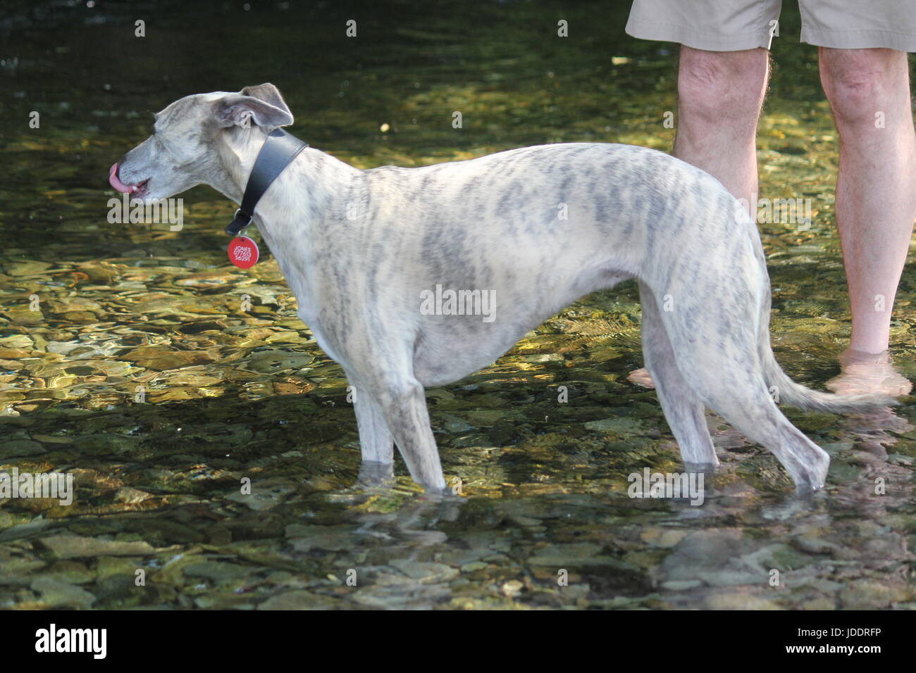 Aberystwyth, Wales, UK. 20th Jun, 2017. UK Weather. Another blistering hot day on the Welsh coast , time to cool off in the mid day sun . A Jack Russell  & Whippet dog take a dip in the river Credit: mike davies/Alamy Live News Stock Photo