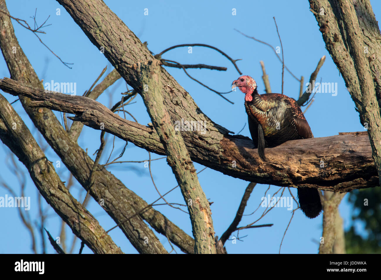 Wild Turkey roost Stock Photo Alamy